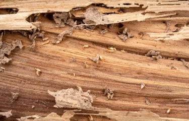 Wood-Destroying Insect Inspection